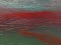 حمله کریل های قرمز به سواحل نیوزیلند(تصاویر)