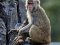 ماده میمونی که فرزند مرده خود را رها نمی کند(تصاویر)