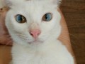 جهان در چشمان این گربه پیداست - روژان