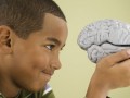 نگاه نزدیک دانشگاه هاروارد به مغز برای ساخت هوش مصنوعی بهتر - روژان