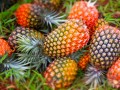 درمان سینوزیت با آناناس