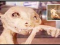 گربه مومیایی عهد فراعنه مصر  عکس | مرزنیوز