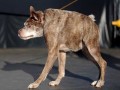 زشت ترین و ترسناکترین سگ جهان در سال ۲۰۱۵ انتخاب شد   عکس - وان پی وان