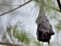 محققان با الهام از خفاش سیستم ایمنی بدن انسان را ارتقاء می دهند - روژان