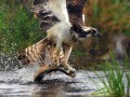 تصاویری زیبا از شکار قزل آلا توسط عقاب
