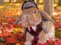 خوش تیپ ترین خرگوش دنیا(تصاویر)
