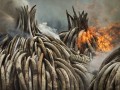 سوزاندن عاج فیل ها در کنیا (تصاویر)
