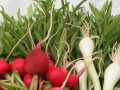 سلامت بانوان اوما-درمان بی خوابی و مشکلات دیگر با گیاهی در سبزی خوردن