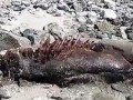 تماشا کنید: کشف موجودی عجیب در ساحل مکزیک - روژان