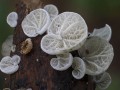 عکس های بسیاز زیبا و حیرت برانگیز از قارچهایی غیرعادی توسط استیو آکسفورد
