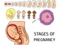 همه چیز درباره دوران بارداری - سلامت بانوان اوما