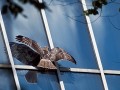 حفاظت از پرندگان در برابر شکارچیان شیشه ای