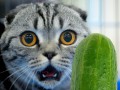 چرا گربه ها از خیار می ترسند؟