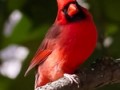 جالب ترین پرندگان خوش آب و رنگ (قسمت دوم) | ileev.com