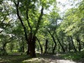 گردشگری گیلان : پارک جنگلی خرما - iran easy travel