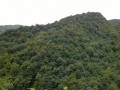 طبیعت گردی : اطلاعات لازم برای جنگل نوردی - iran easy travel