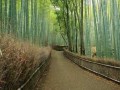 عکس هایی از جنگل بامبو در ژاپن - mahkia