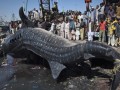 کوسه نهنگ غول پیکر در بندر ماهیگیری کراچی پاکستان + تصاویر | بکـس ایـران