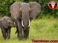 رازهای موفقیت – آیا فیل ها گاز می گیرند؟