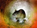 "سیلوی گندم" مأمن موش های شهری منطقه سه