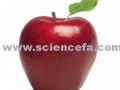 مصرف روزانه دو سیب از ابتلای فرد به بیماری قلبی جلوگیری می كند - sciencefa.com