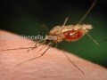 كشف راهی جدید برای درمان مالاریا - sciencefa.com