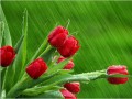 دانلود والپیپر گل سرخ زیر باران‌ | ۷۱۰x۵۳۳