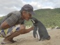 این پنگوئن هر سال برای دیدن ناجی‌اش ۸۰۰۰ کیلومتر شنا می‌کند - روژان