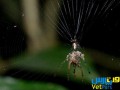 وت پارس :: کشفی تازه در دنیا زیست‌شناسی: عنکبوت مجسمه ساز