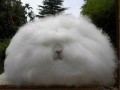 عجیب‌ترین خرگوش دنیا + تصاویر