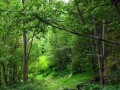 بزرگ ترین پارک‌های جنگلی ایران