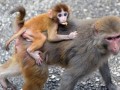 اصلاح ژن میمون مبتلا به اوتیسم می‌تواند به درمان انسان منجر شود - روژان