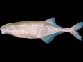 گونه جدید ماهی که از طریق شوک الکتریکی سخن می‌گوید