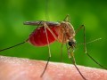 این ویتامین، پشه‌ها را از شما دور می‎کند!