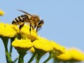 ژنی که زنبور عسل را در یافتن گل‌ها (و بازگشت به کندو) یاری می‌دهد شناسایی شد