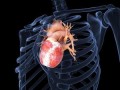 قلبی از طلا: نانوفیبرهای طلا در بافت مصنوعی قلب سبب بهبود پیام‌رسانی الکتریکی آن می‌شوند