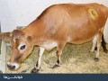 خوندنی‌ها - بخش سرگرمی : از دیدن این گاوها شگفت‌زده نشوید!  عکس
