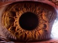 تصاویری باورنکردنی از پیچیدگی‌های چشم‌ انسان | نیکو