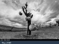 خوندنی‌ها : درختانی با میوه‌های سنگی در ایران (مجموعه تصاویر بی‌نظیر)