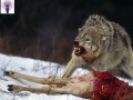 گرگ‌های کراوات‌دار - نگاهی به بمب‌های فسفر سفید - تازه‌کارها (پادکست)