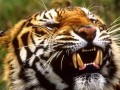 wikiAx -عکس های بی نظیر از غرش حیوانات وحشی